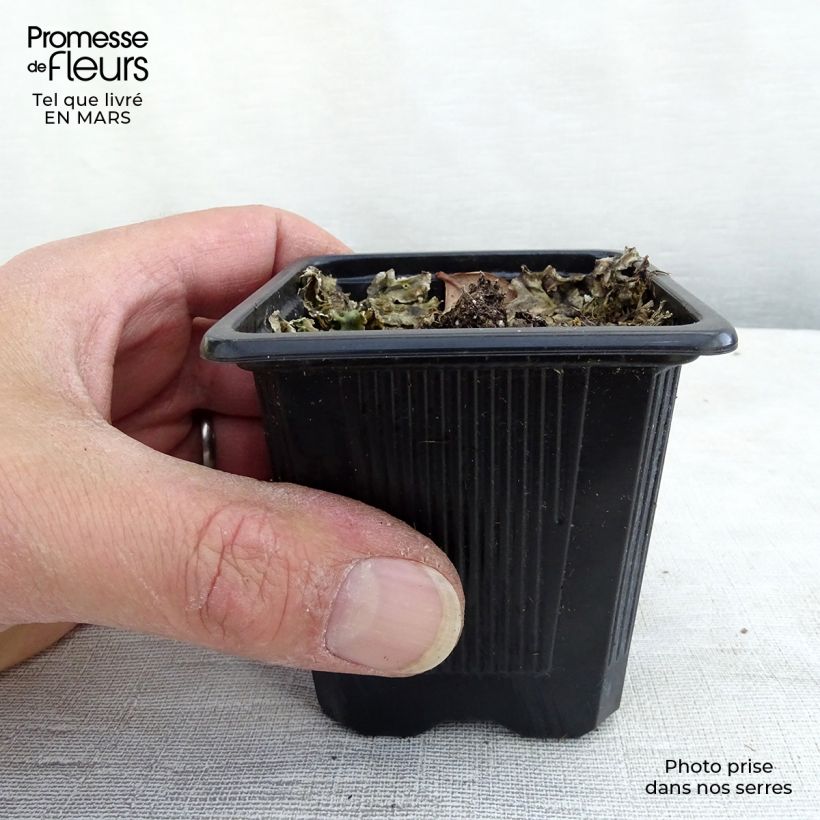 Amostra de Echinacea Maxima - Echinacée Vaso de 8/9 cm tal como entregue no inverno