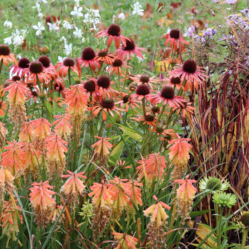 Echinacea Butterfly Orange Skipper (Hábito)