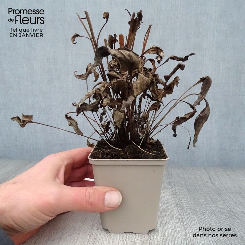 Amostra de Echinacea Orange Skipper - Echinacée Vaso de 8/9 cm tal como entregue no inverno