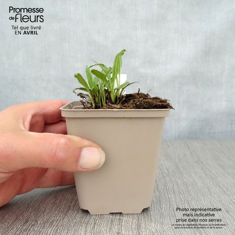 Amostra de Echinacea Butterfly Orange Skipper Vaso de 8/9 cm tal como entregue na primavera