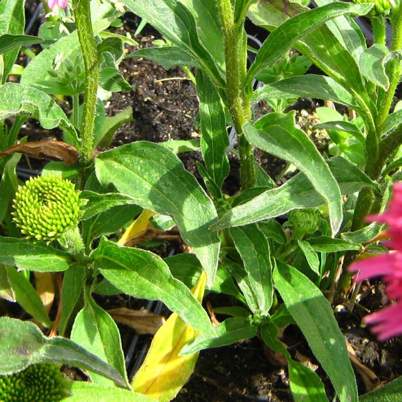 Echinacea Piccolino (Folhagem)