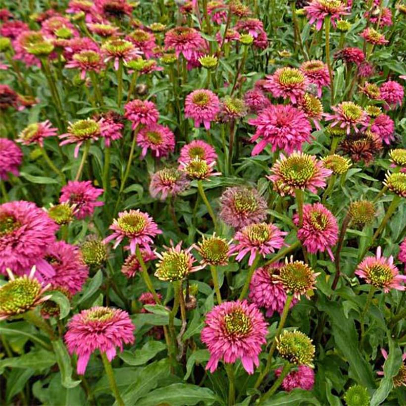 Echinacea Piccolino (Floração)