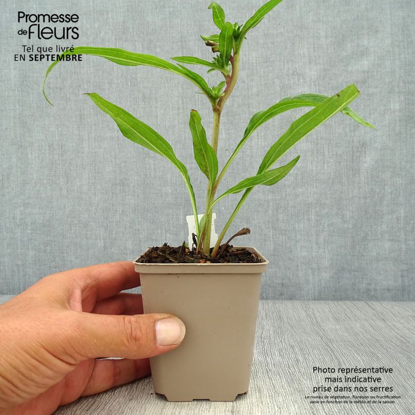 Amostra de Echinacea Prima Ginger Vaso de 8/9 cm tal como entregue no outono