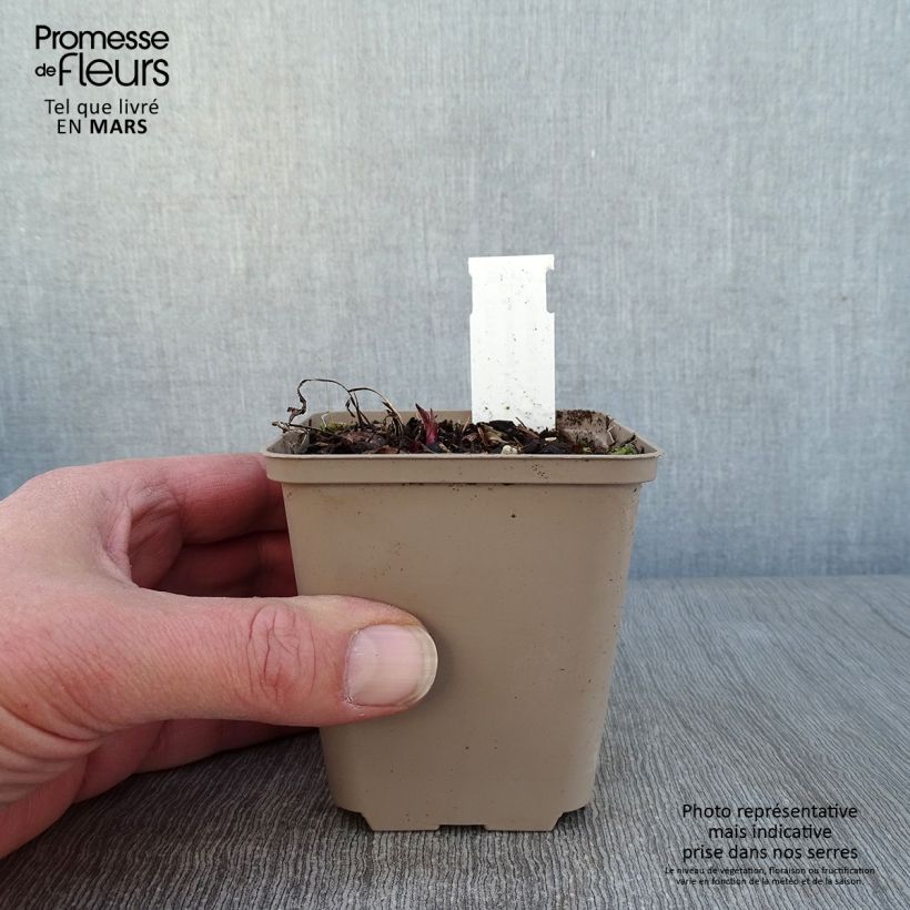 Amostra de Echinacea Prima Ginger Godet de 8/9 cm tal como entregue no inverno