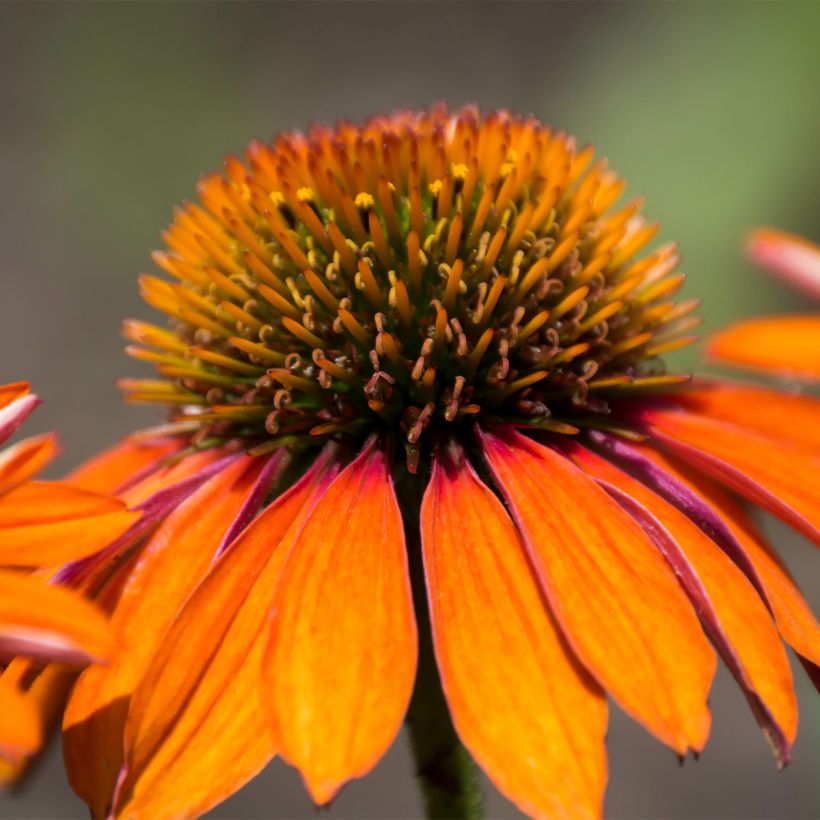 Echinacea Prima Ginger (Floração)