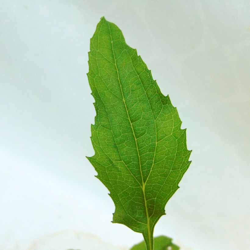 Echinacea Purity (Folhagem)