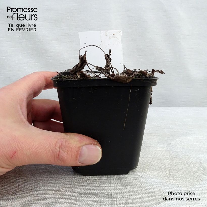 Amostra de Echinacea Purity - Echinacée Vaso de 8/9 cm tal como entregue no inverno