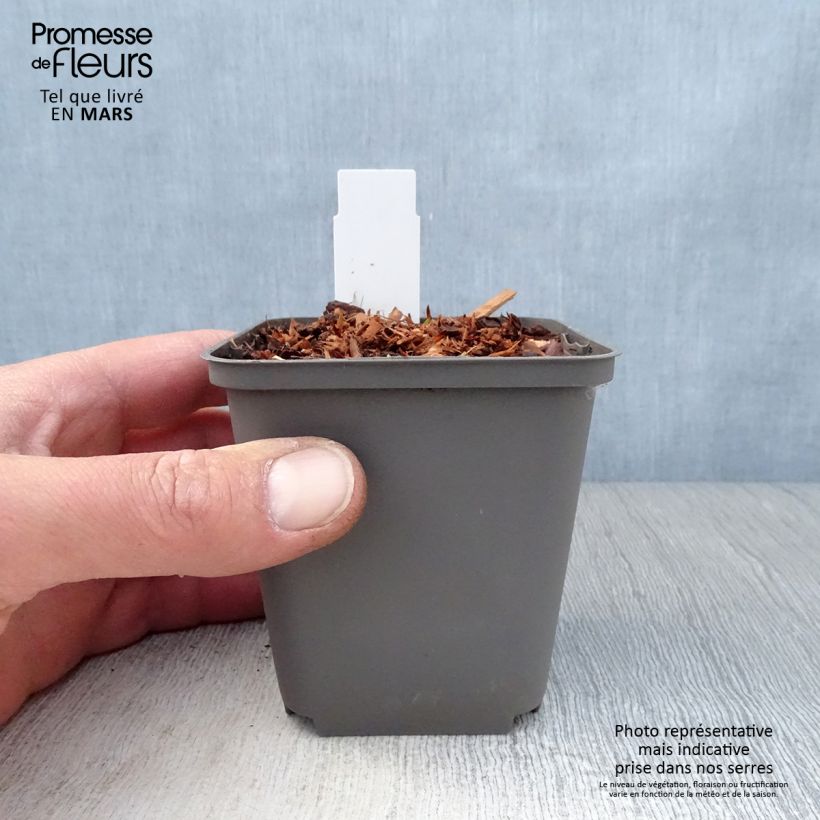 Amostra de Echinacea Purity Vaso de 8/9 cm tal como entregue na primavera