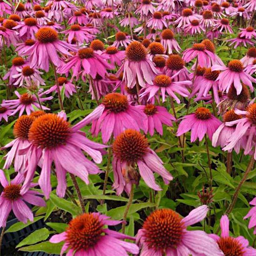 Echinacea Red Knee High (Floração)