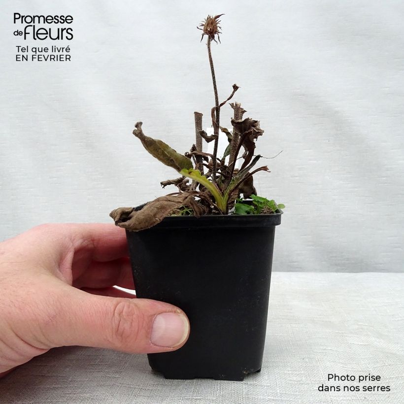 Amostra de Echinacea Red Knee High - Echinacée Vaso de 8/9 cm tal como entregue no inverno