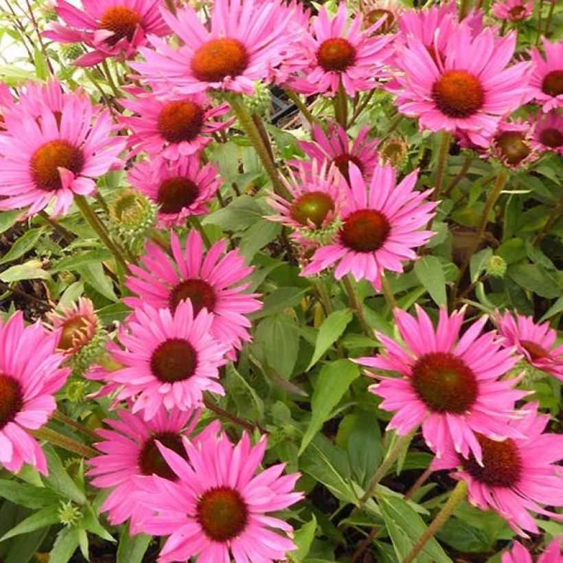 Echinacea Robin Hood (Floração)