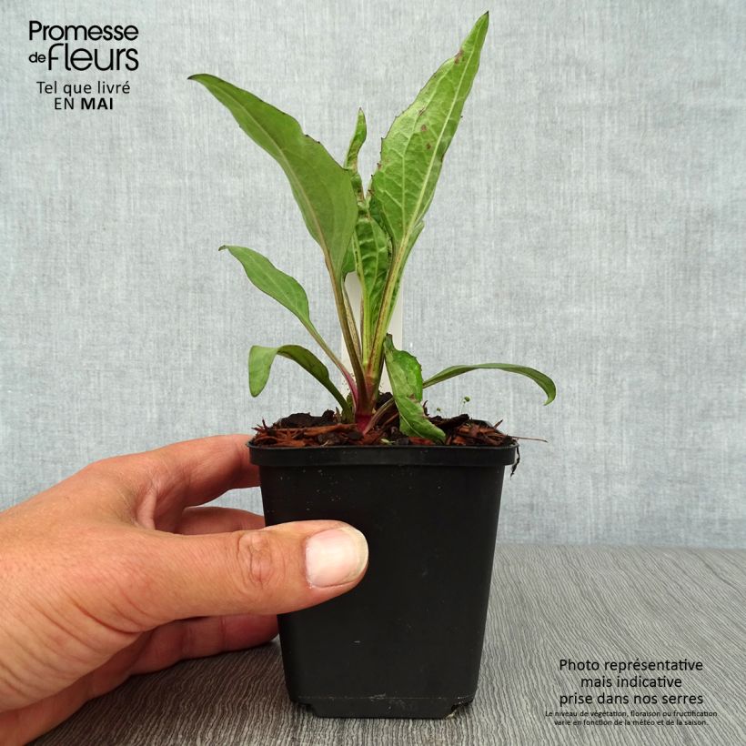 Amostra de Echinacea Robin Hood Vaso de 8/9 cm tal como entregue na primavera