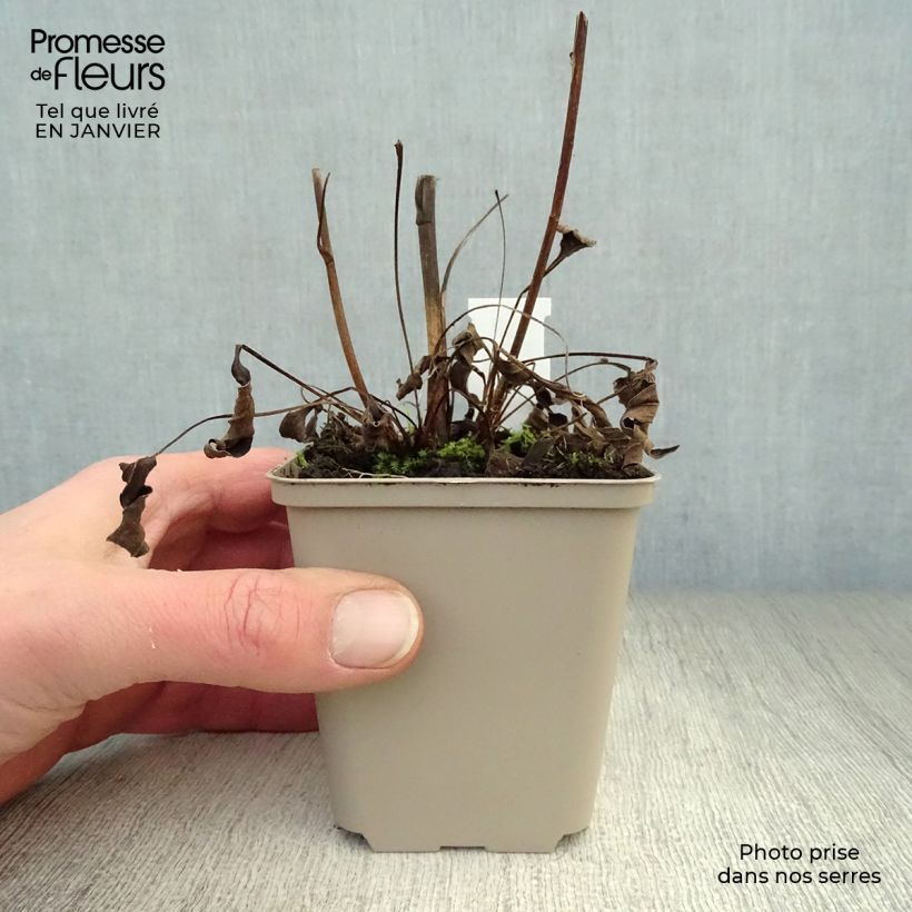 Amostra de Echinacea Secret Glow - Echinacée Vaso de 8/9 cm tal como entregue no inverno