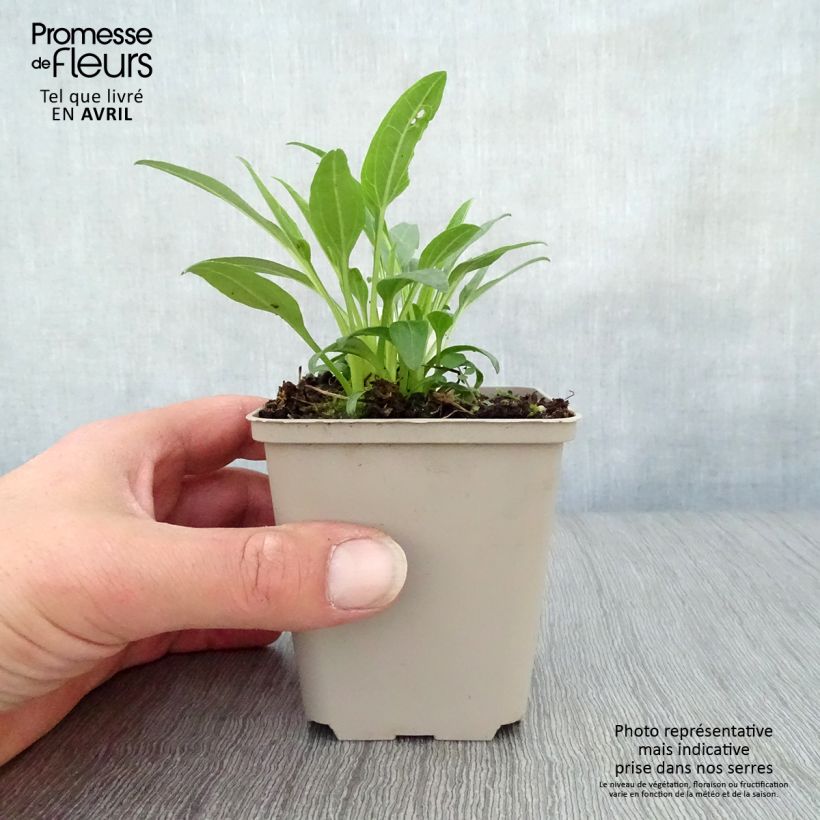 Amostra de Echinacea Secret Glow Vaso de 8/9 cm tal como entregue na primavera