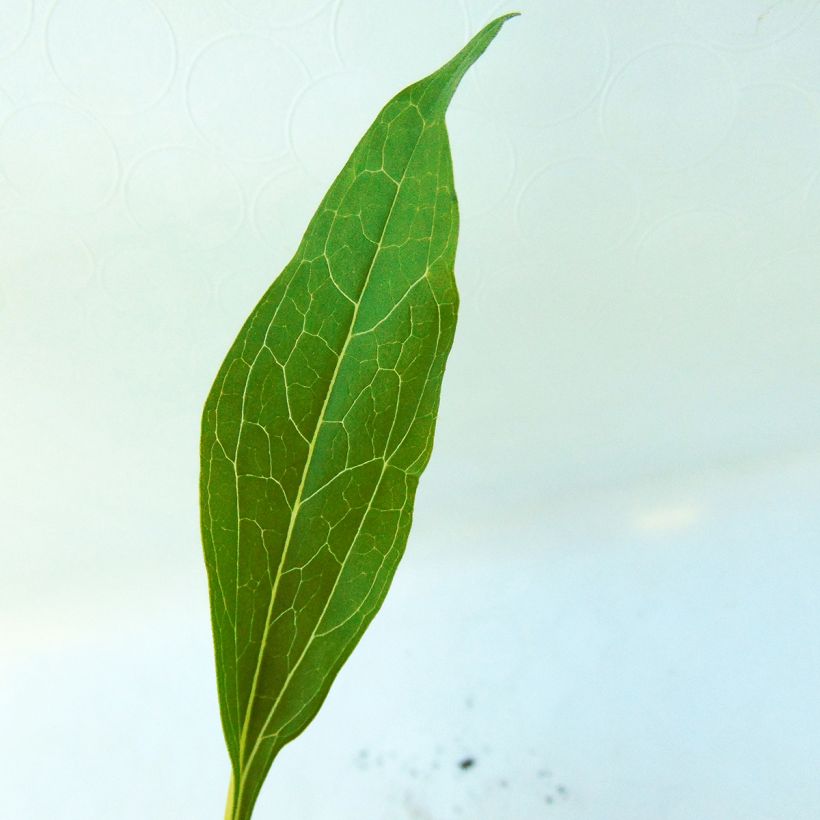 Echinacea Secret Passion (Folhagem)