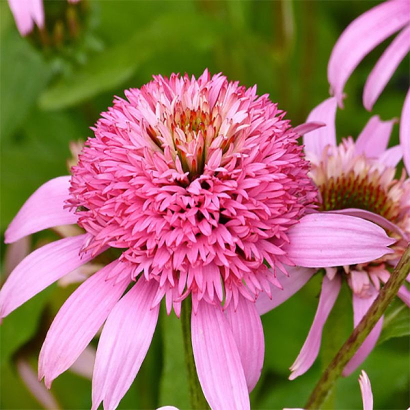 Echinacea Secret Romance (Floração)