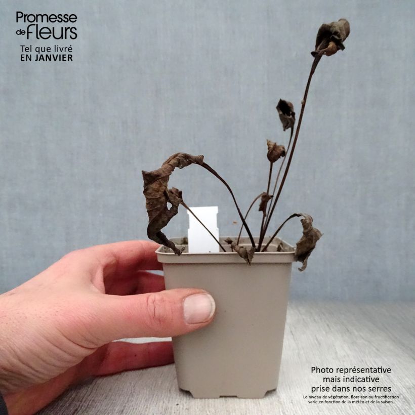 Amostra de Echinacea Secret Romance - Echinacée Vaso de 8/9 cm tal como entregue no inverno