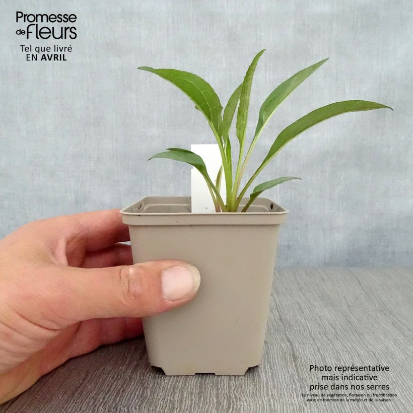 Amostra de Echinacea Secret Romance Vaso de 8/9 cm tal como entregue na primavera
