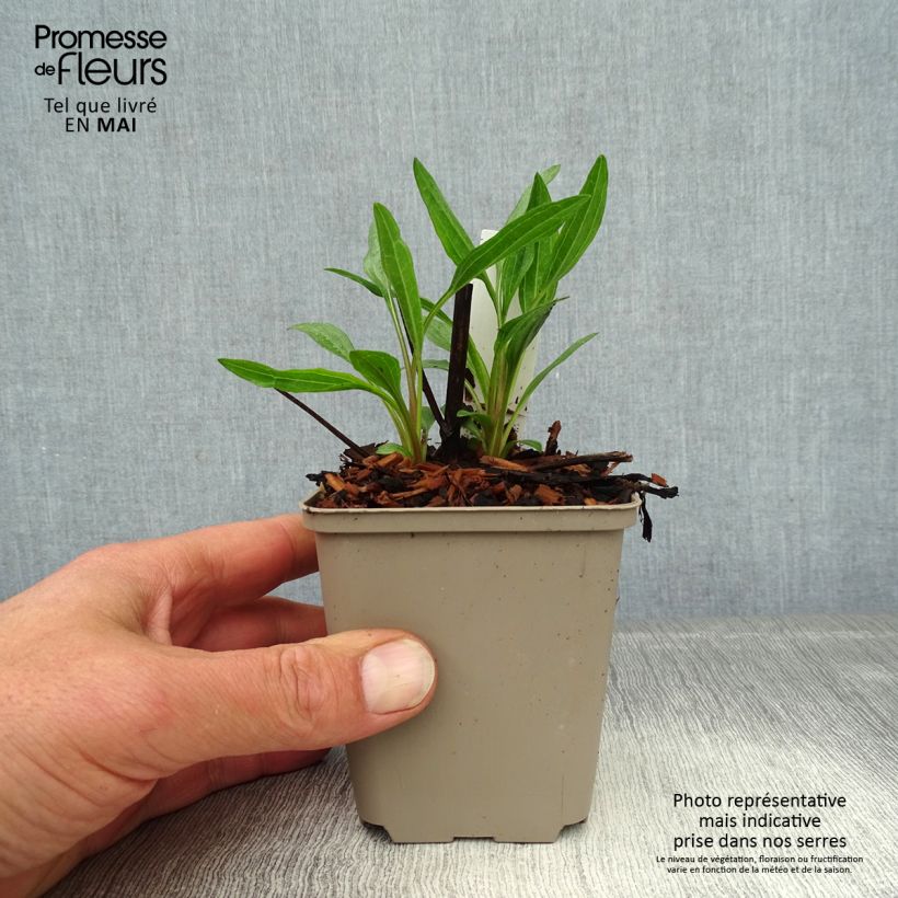 Amostra de Echinacea Southern Belle Vaso de 8/9 cm tal como entregue na primavera