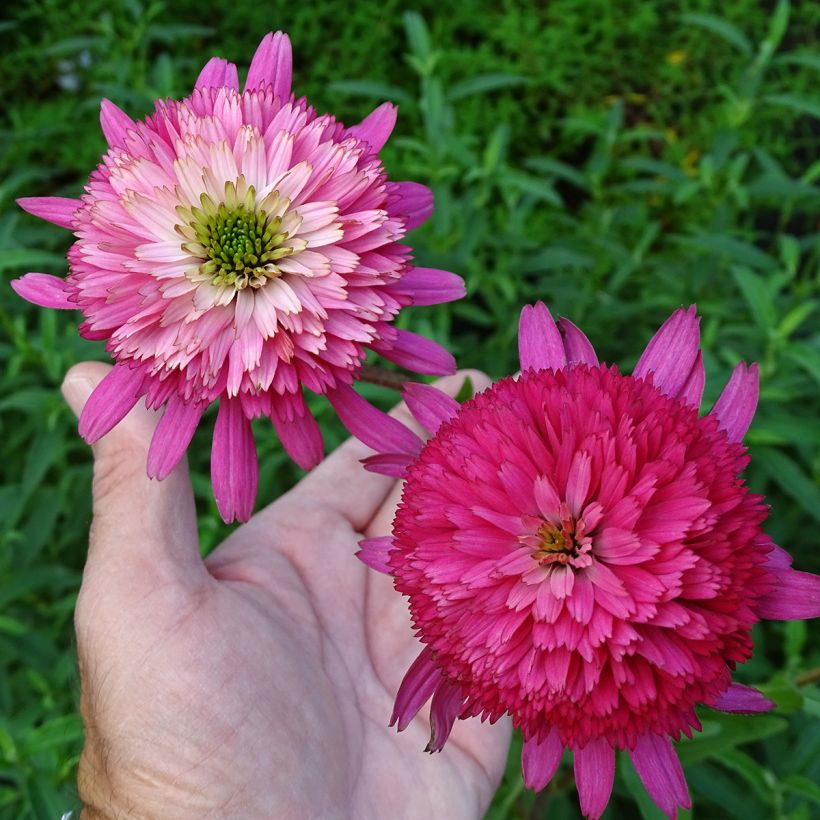Echinacea Southern Belle (Floração)