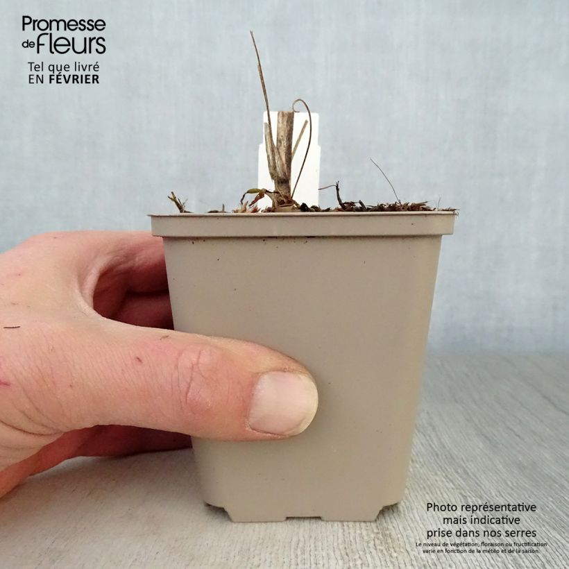 Amostra de Echinacea Southern Belle Vaso de 8/9 cm tal como entregue no inverno