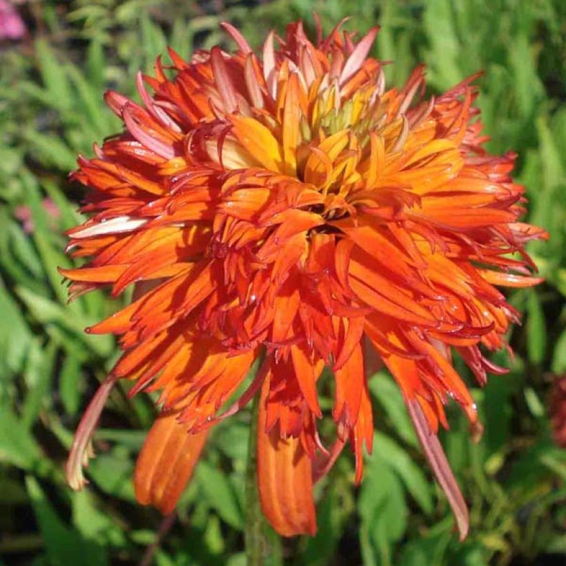 Echinacea purpurea Summer Salsa (Floração)