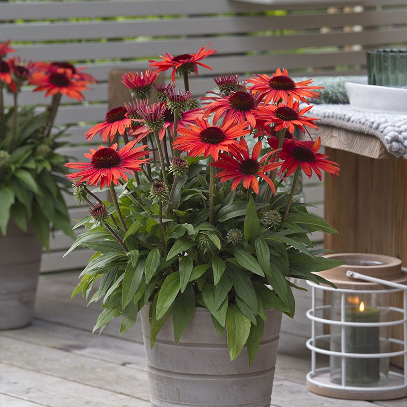 Echinacea Sun Magic Vintage Orange (Hábito)