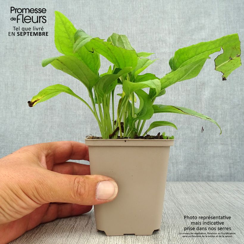 Amostra de Echinacea SunSeekers Apple Green Vaso de 1,5 L/2 L tal como entregue no outono