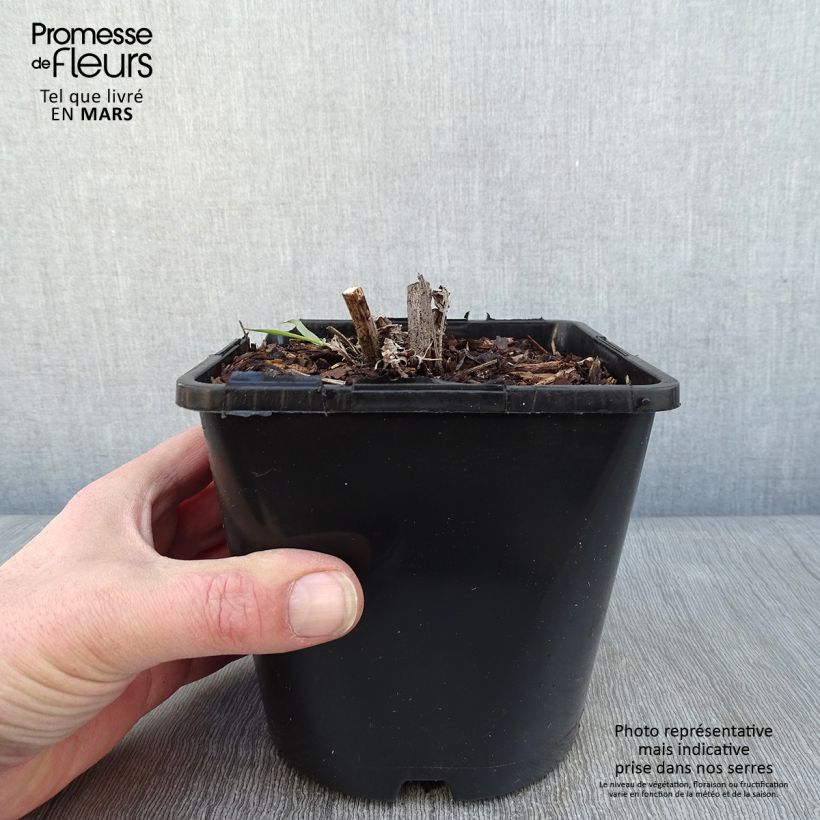 Amostra de Echinacea SunSeekers Apple Green Vaso de 1,5 L/2 L tal como entregue no inverno