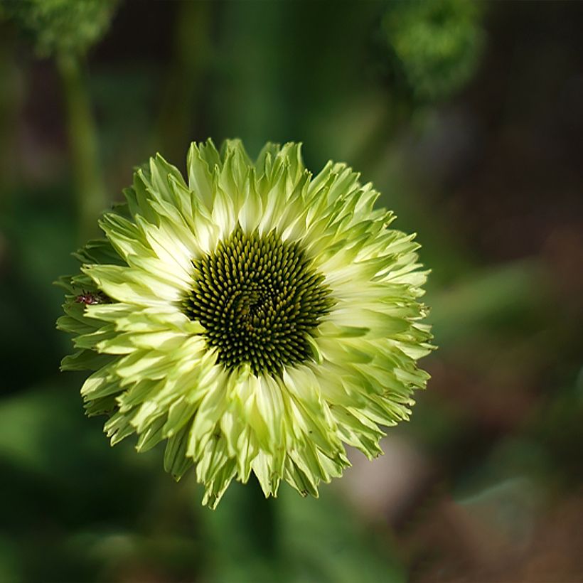 Echinacea SunSeekers Apple Green (Floração)