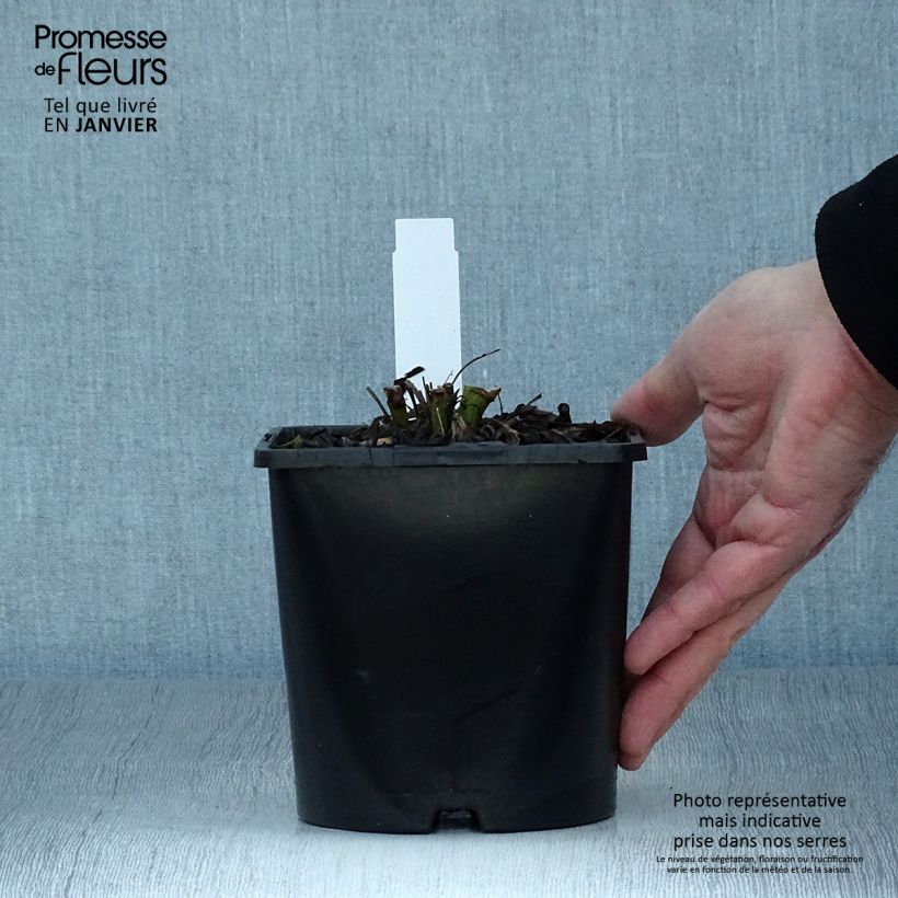 Amostra de Echinacea SunSeekers Salmon Vaso de 2 L/3 L tal como entregue no inverno