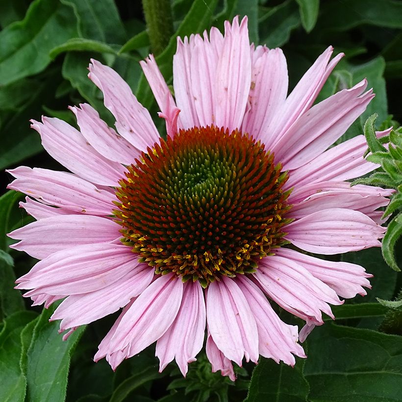 Echinacea SunSeekers Salmon (Floração)