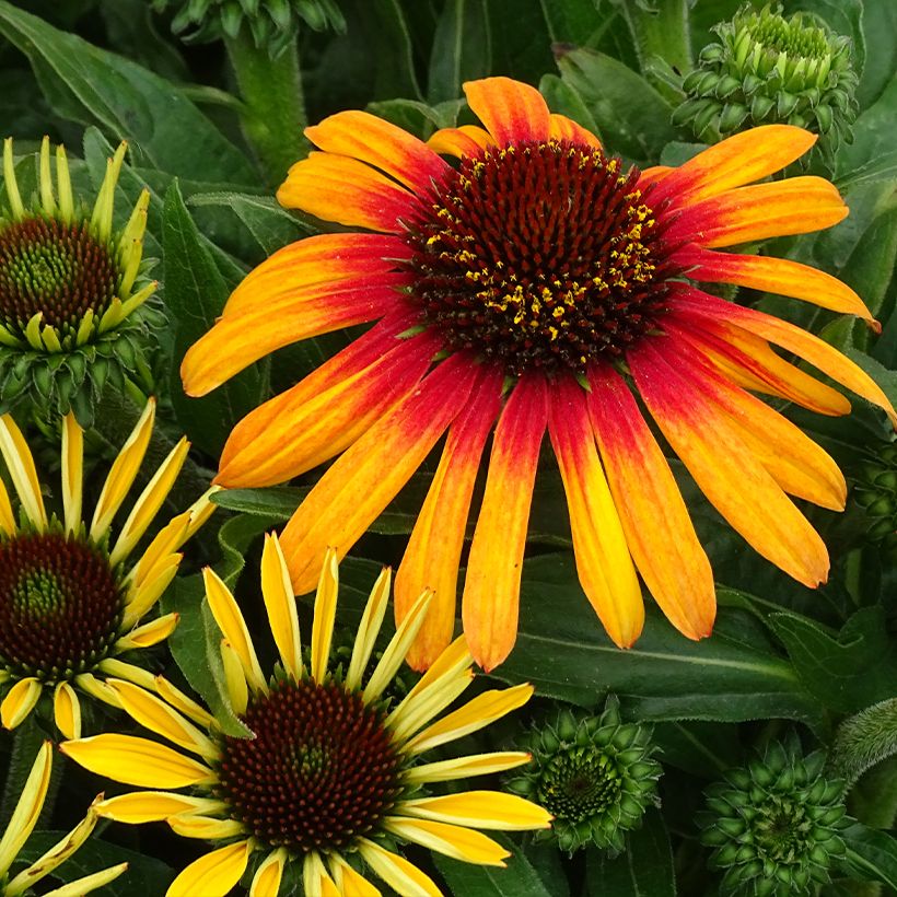 Echinacea Sunseekers Tequila Sunrise (Floração)