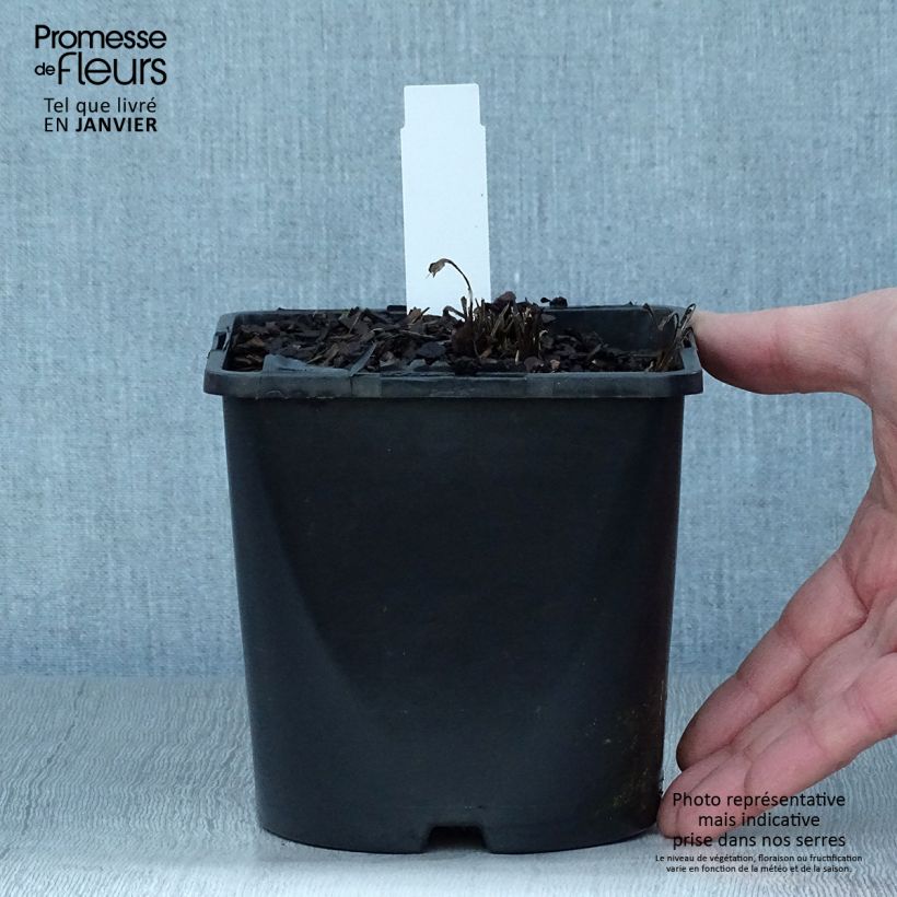 Amostra de Echinacea SunSeekers White Perfection - Echinacée Pot de 2L/3L tal como entregue no inverno