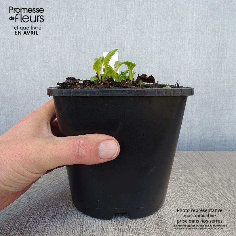 Amostra de Echinacea SunSeekers White Perfection Vaso de 2 L/3 L tal como entregue na primavera