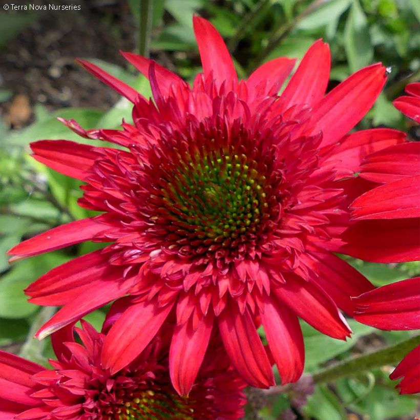 Echinacea Sunny Days Ruby (Floração)