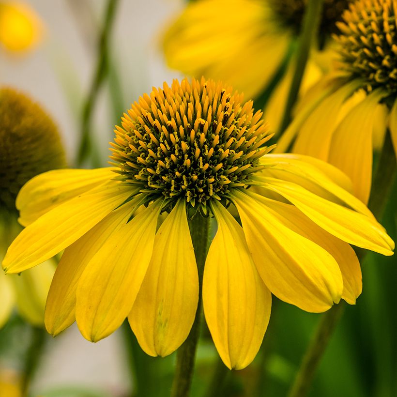 Echinacea Sunny Meadow Mama (Floração)