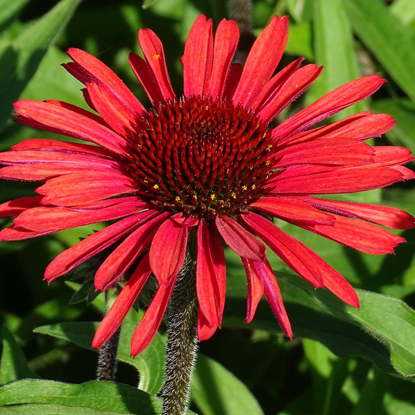 Echinacea SunSeekers Orange (Floração)