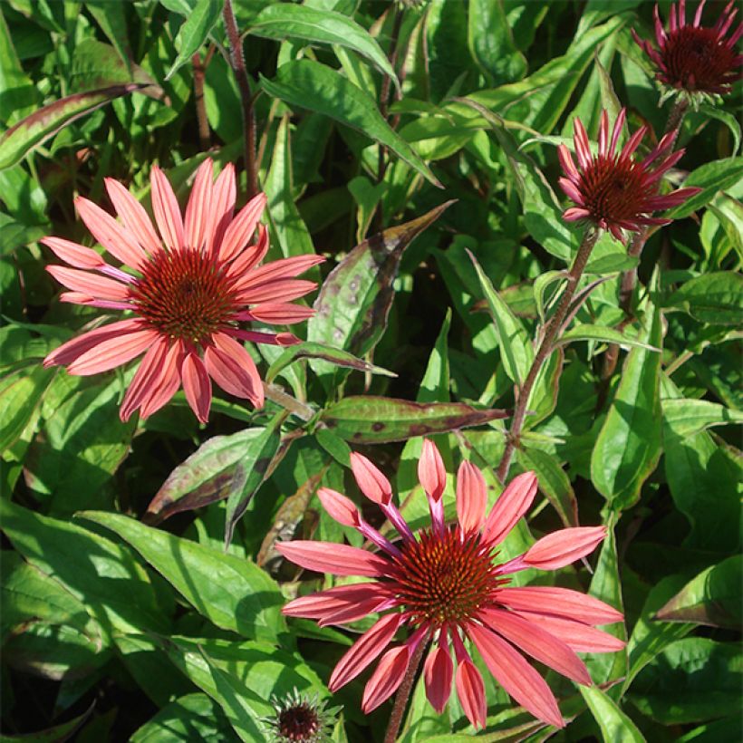Echinacea Sunset (Floração)