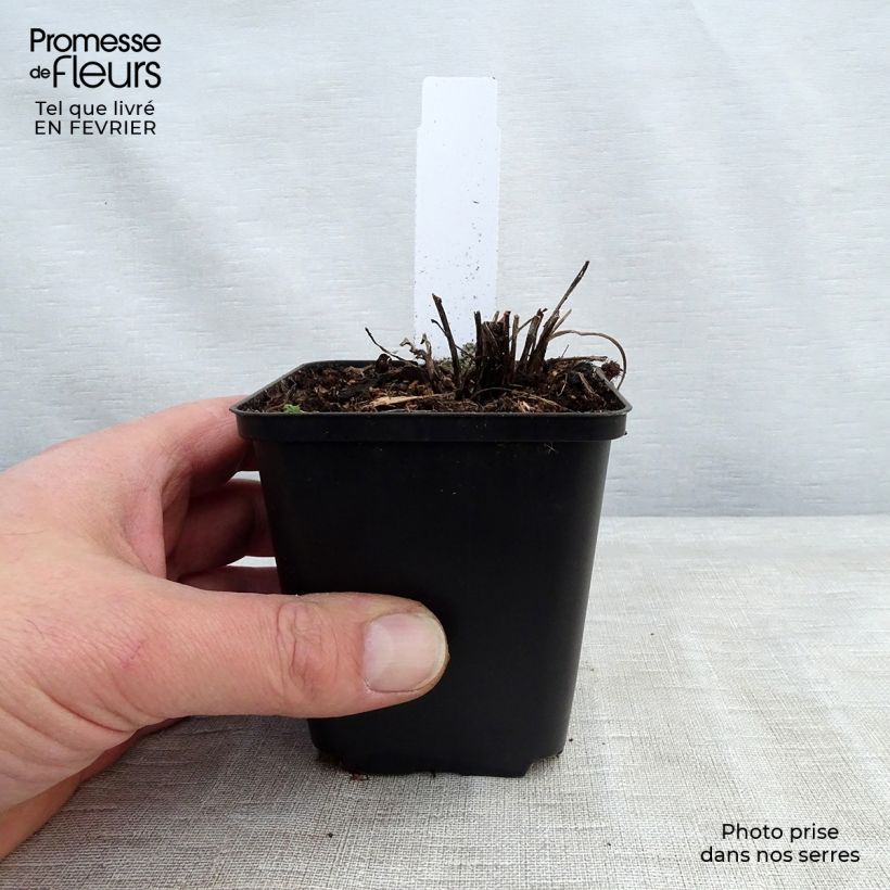 Amostra de Echinacea Supreme Flamingo Vaso de 8/9 cm tal como entregue no inverno