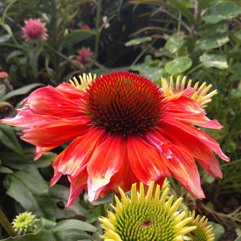 Echinacea Supreme Flamingo (Floração)
