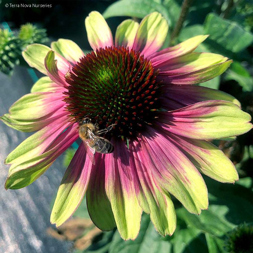 Echinacea Sweet Sandia (Floração)