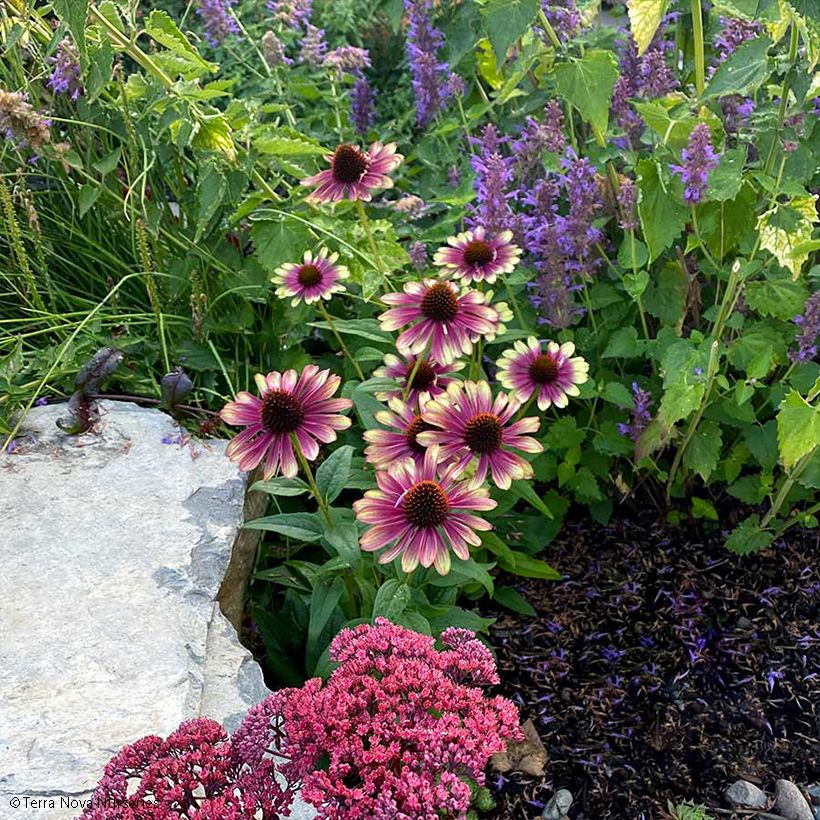 Echinacea Sweet Sandia (Hábito)