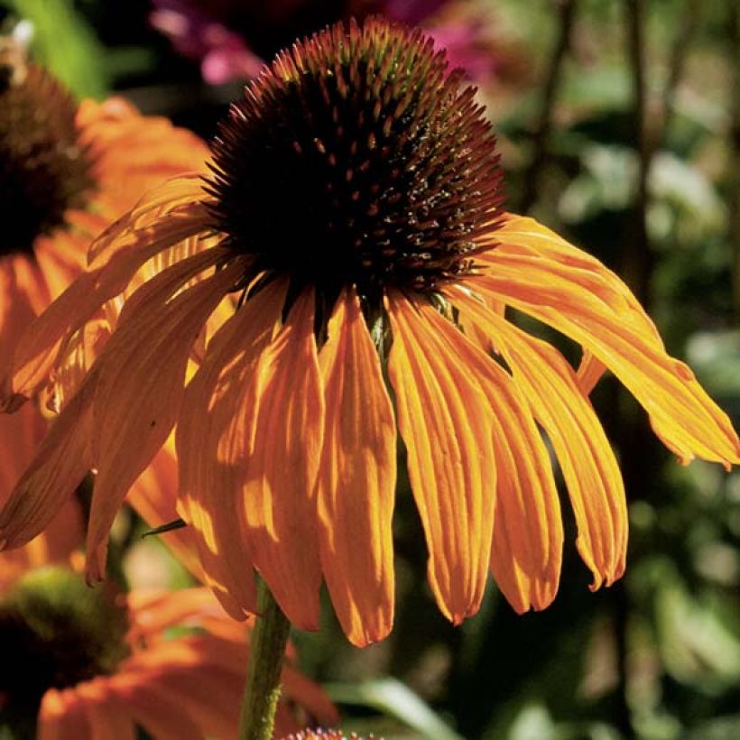 Echinacea Tangerine Dream (Floração)