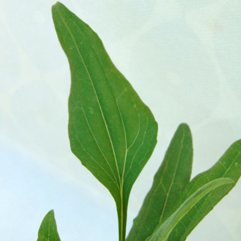 Echinacea Tangerine Dream (Folhagem)