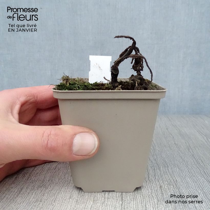 Amostra de Echinacea Tangerine Dream - Echinacée Vaso de 8/9 cm tal como entregue no inverno