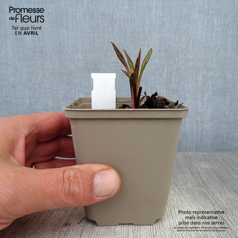 Amostra de Echinacea Tiki Torch Vaso de 8/9 cm tal como entregue na primavera