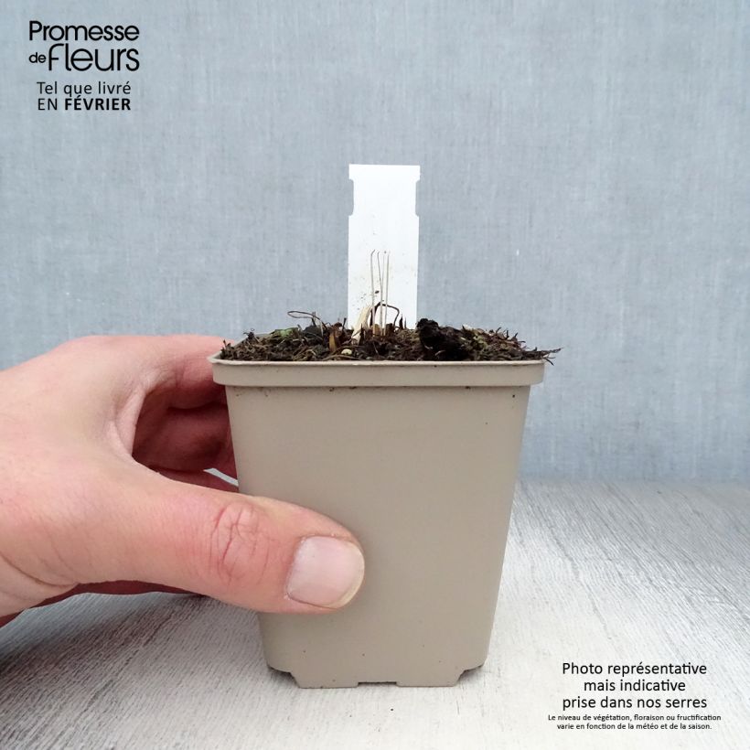 Amostra de Echinacea Tomato Soup Vaso de 8/9 cm tal como entregue no inverno