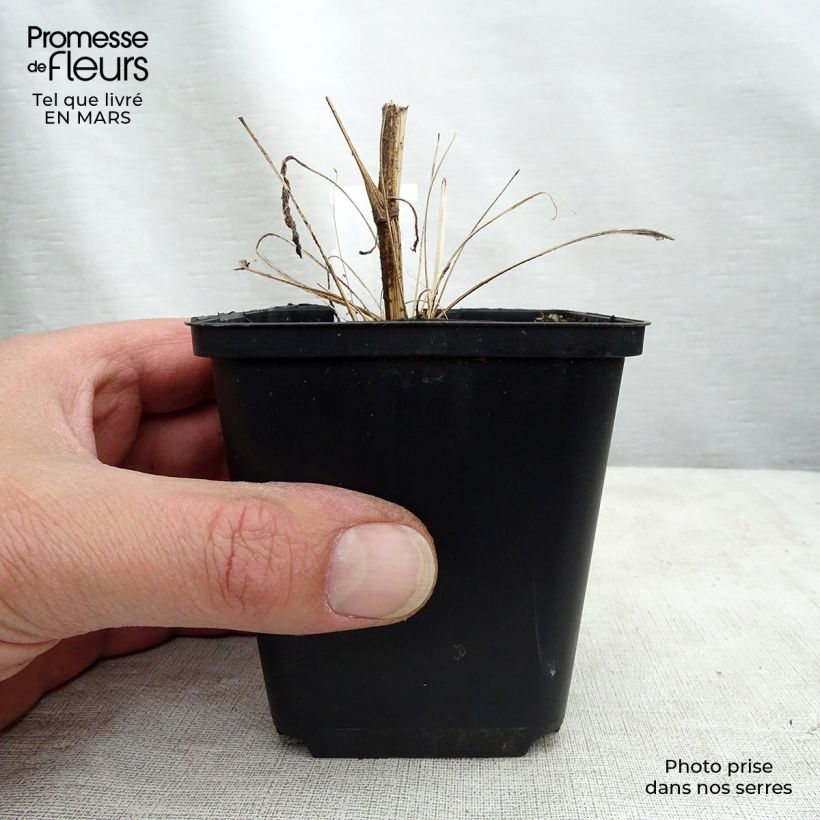 Amostra de Echinacea Tweety - Echinacée Vaso de 8/9 cm tal como entregue no inverno