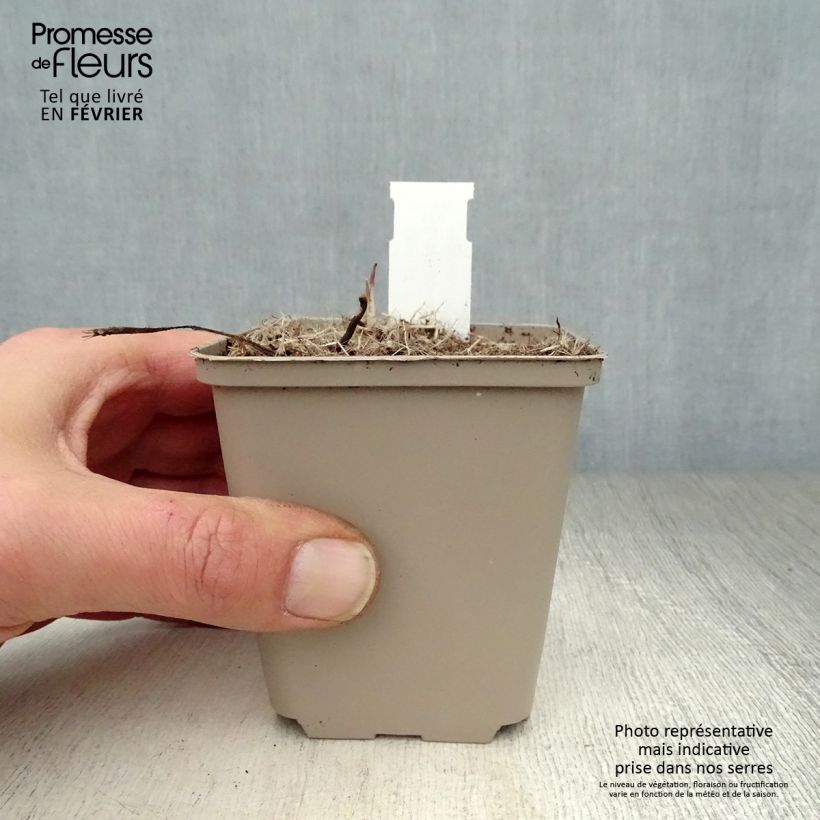 Amostra de Echinacea angustifolia Vaso de 8/9 cm tal como entregue no inverno